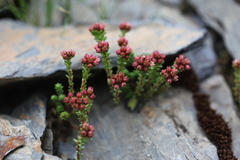 Sedum tenellum