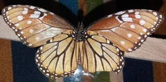 Danaus gilippus