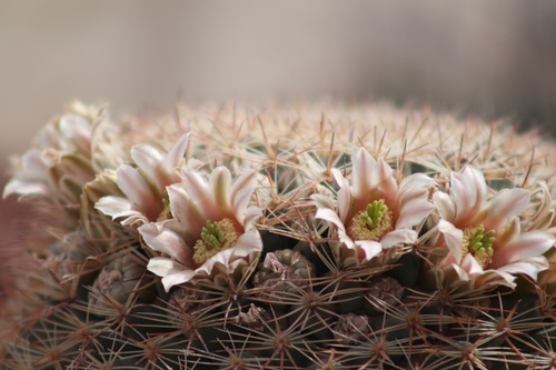 Mammillaria grusonii
