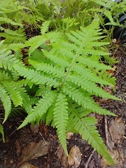 Beech Fern (Phegopteris)
