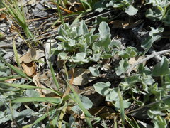 Calystegia malacophylla pedicellata