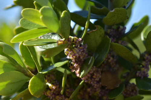 Image of Melicytus orarius by (c) Christopher Stephens, some rights reserved (CC BY-SA)
