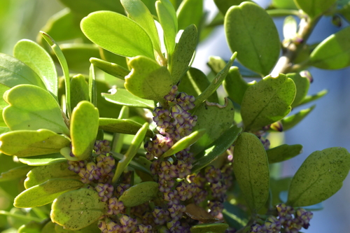 Image of Cook Strait Māhoe (Melicytus orarius) by (c) Christopher Stephens, some rights reserved (CC BY-SA)
