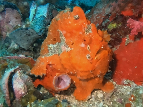 Painted Frogfish