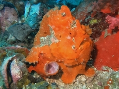 Painted Frogfish