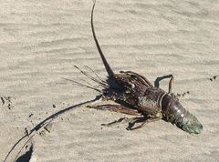 Panulirus inflatus