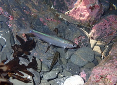 New Zealand Blueback Sprat photo 2