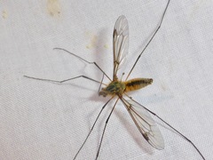 Leptotarsus vulpinus