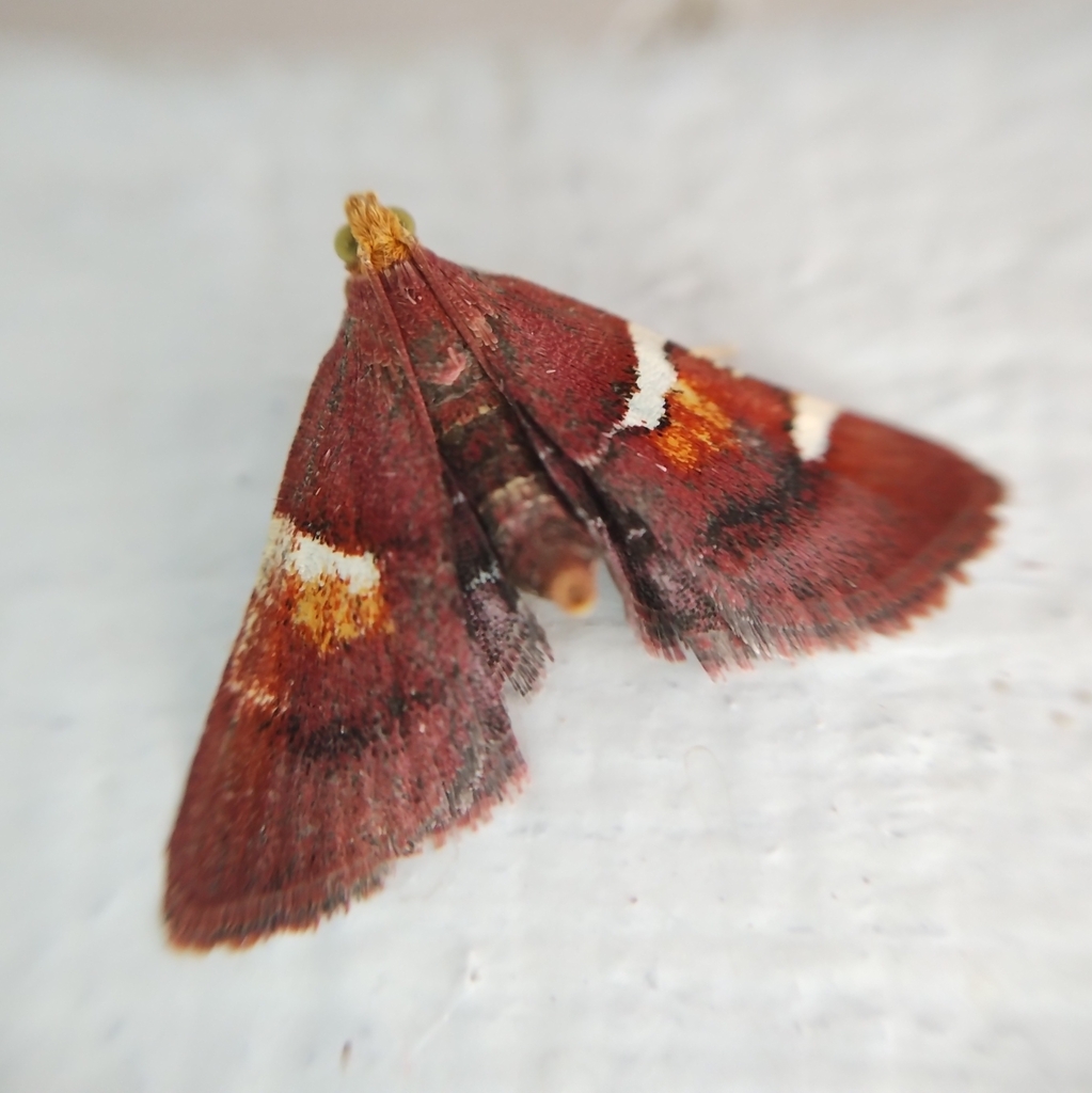 Meal Moths