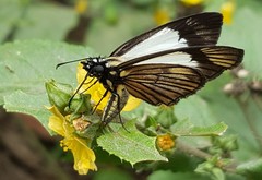 Heliopetes ochroleuca