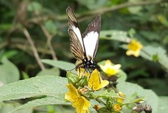 Heliopetes ochroleuca