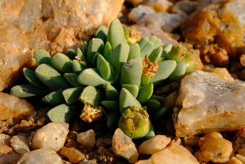 Cheiridopsis derenbergiana
