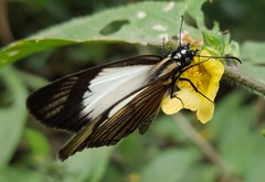 Heliopetes ochroleuca