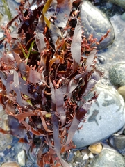Prionitis lanceolata