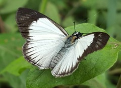 Heliopetes ochroleuca
