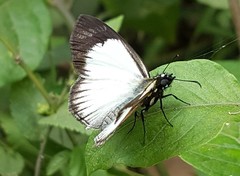 Heliopetes ochroleuca