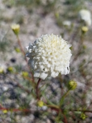 Chaenactis stevioides