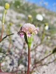 Chaenactis stevioides