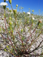 Chaenactis stevioides