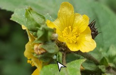 Heliopetes ochroleuca