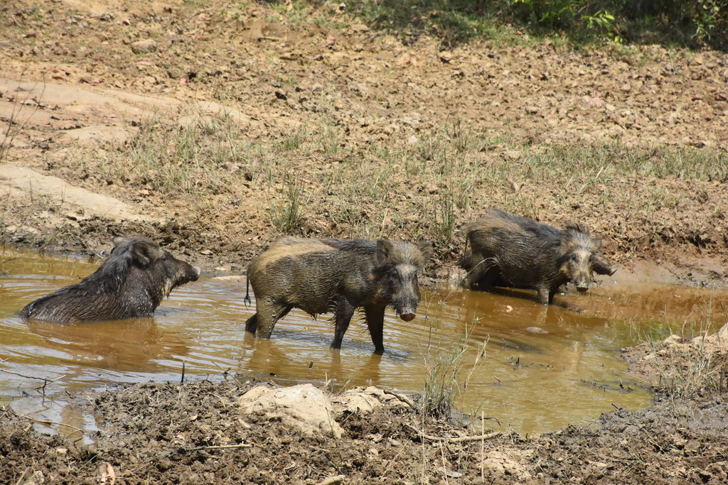 Wild Boar from Kanha National Park on April 25, 2019 at 10:42 AM by ...