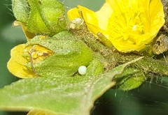 Heliopetes ochroleuca