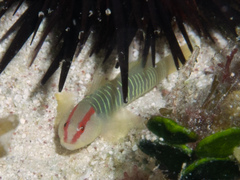 Cayman Greenbanded Goby photo 4