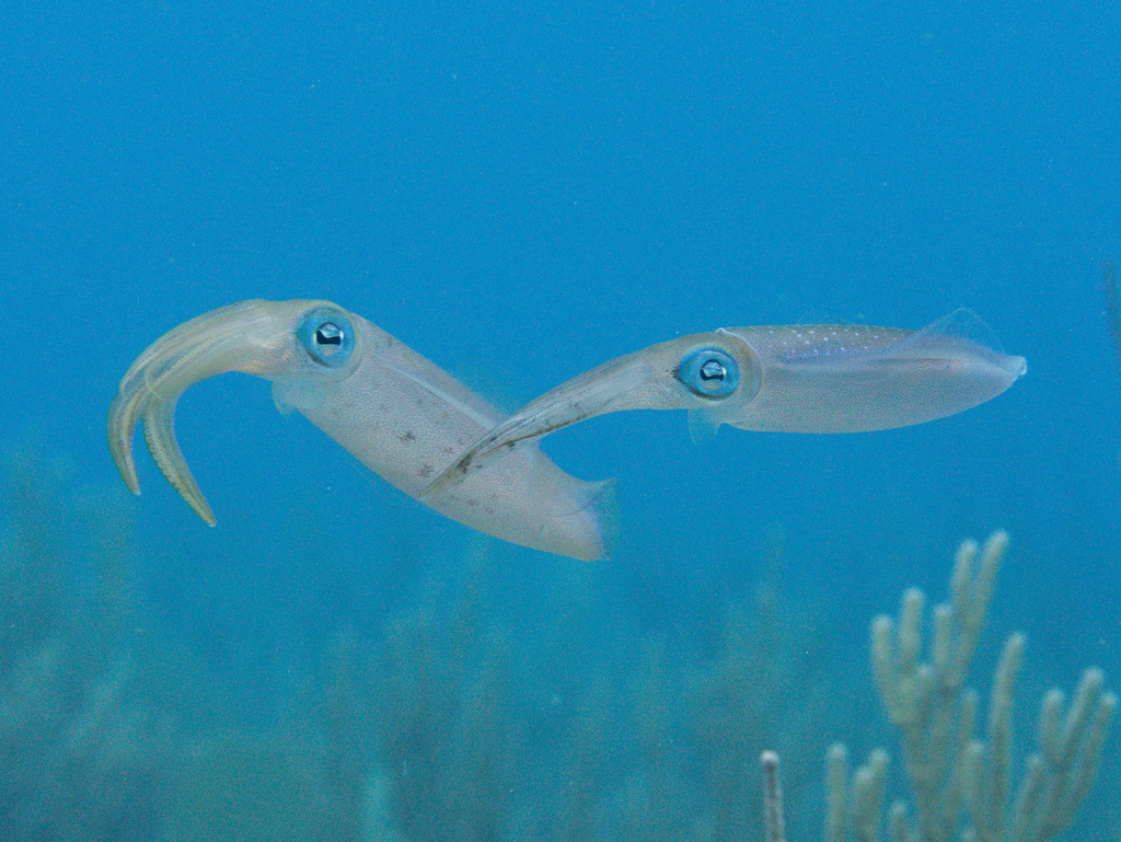 Caribbean Reef Squid