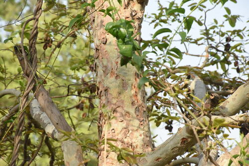 Image of Terminalia arjuna by (c) deepachandran, some rights reserved (CC BY-SA)