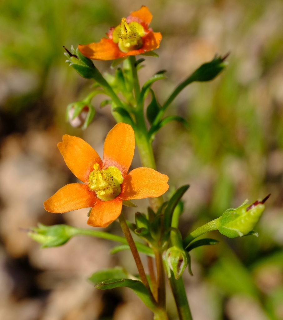 Diascia nodosa