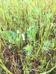 Leptosiphon androsaceus