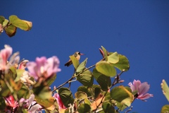Basilinna xantusii