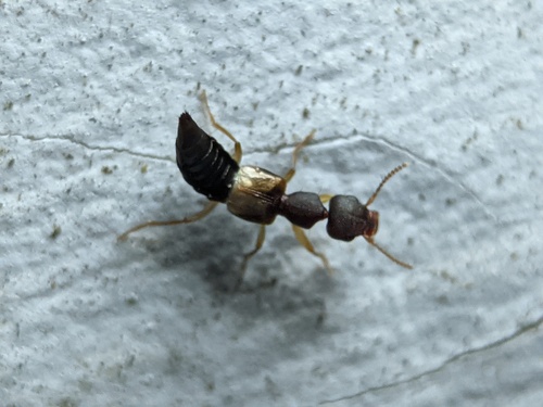 Sri Lanka Tomcat Rove Beetle