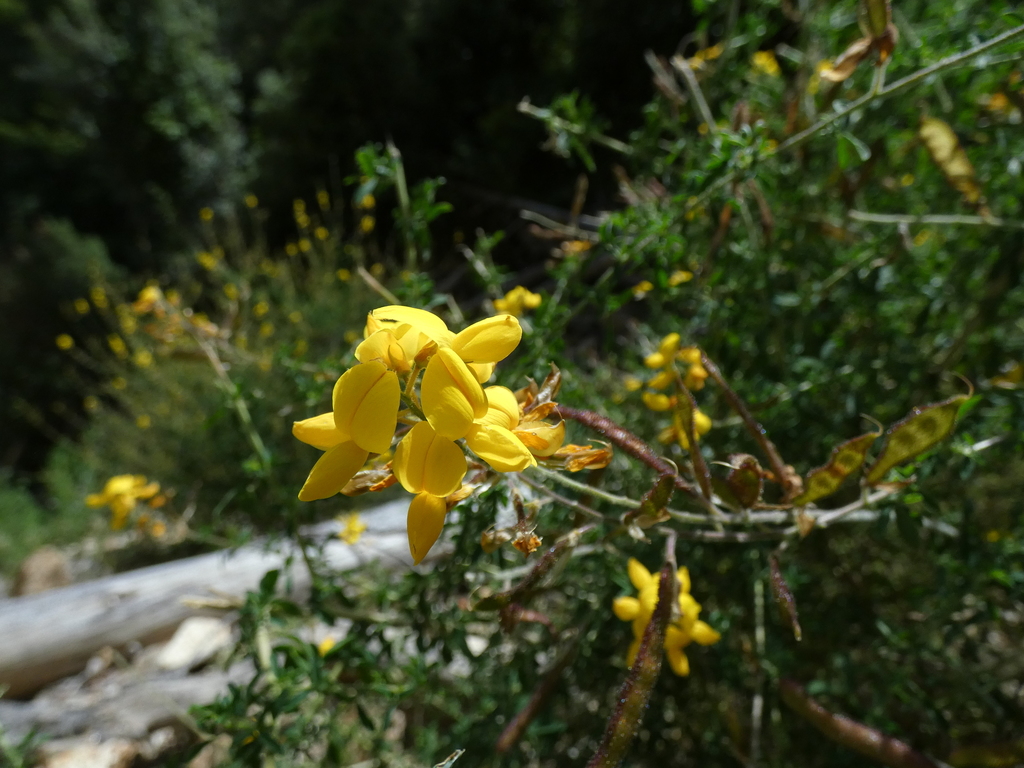Adenocarpus brutius