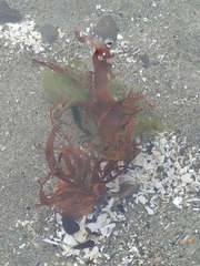 Prionitis lanceolata