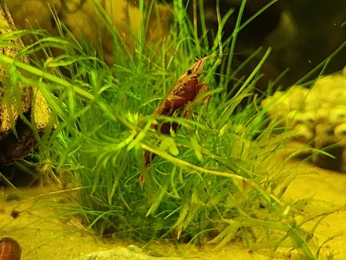 Tép đỏ cherry bám trên cụm cỏ thủy sinh trong bể