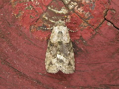 Calathusa cyrtosticha