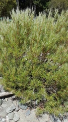 Salix eleagnos