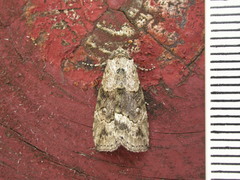 Calathusa cyrtosticha