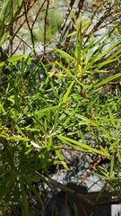Salix eleagnos