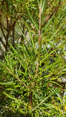 Salix eleagnos
