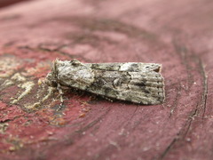 Calathusa cyrtosticha