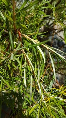 Salix eleagnos