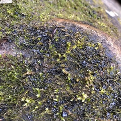 Scytinium juniperinum