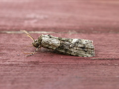 Calathusa cyrtosticha