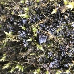 Scytinium juniperinum