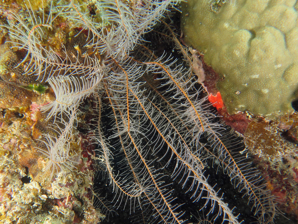 Phanogeniini