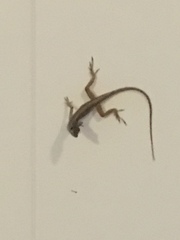 Anolis sagrei
