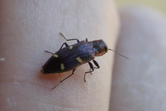Nascioides enysi