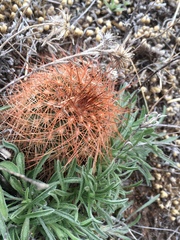 Echinocereus reichenbachii baileyi